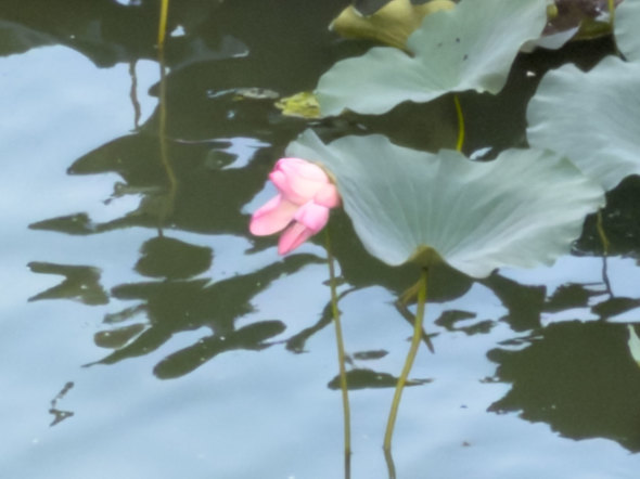 Apple Apple iPhone 17 Pro Air X}z  v iOS 26 J[ A19