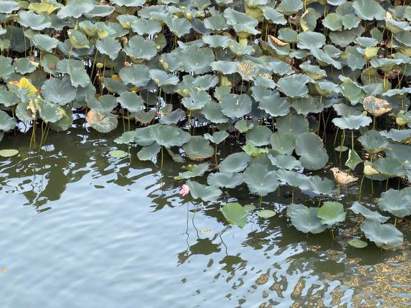 Apple Apple iPhone 17 Pro Air X}z  v iOS 26 J[ A19