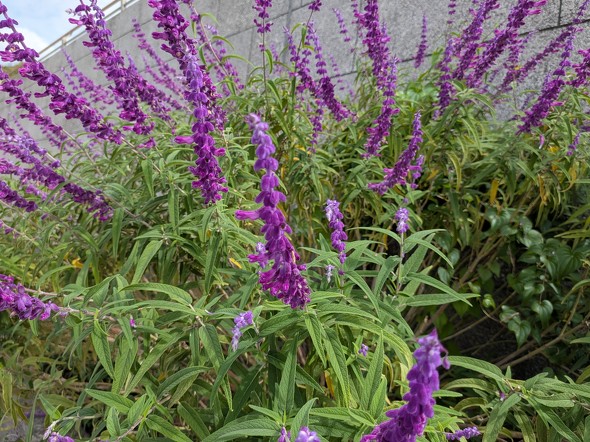 Google ܂ tbOVbv tH_uX}[gtH Pixel 10 Pro Fold