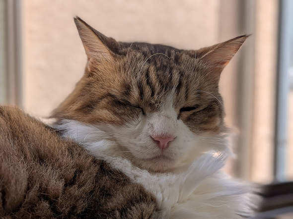 Google ܂ tbOVbv tH_uX}[gtH Pixel 10 Pro Fold