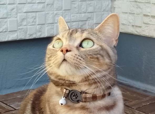 �A�E�g�J����