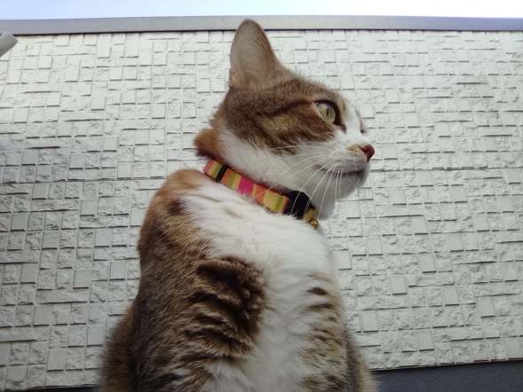 �C���J����