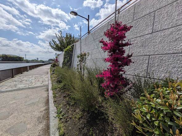 Google Pixel 10a ���r���[ Isai Blue Lavender Fog Berry Obsidian �������f��