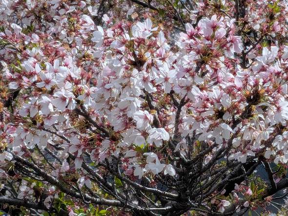 Google Pixel 10a ���r���[ Isai Blue Lavender Fog Berry Obsidian �������f��