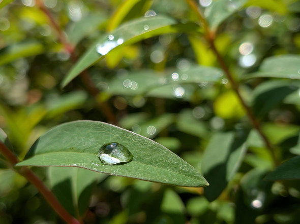 Pixel 10a �O�[�O�� Google �X�}�z ���� Tensor G4 �������� Isai Blue �J����