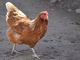鶏のフンで3000kWを発電、鹿児島の畜産インテグレーション会社