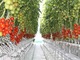 木質チップを燃やしてトマトが育つ、熱とCO2を同時供給