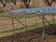ブロッコリーを栽培しながら太陽光発電、新潟・佐渡島で営農型の実証開始