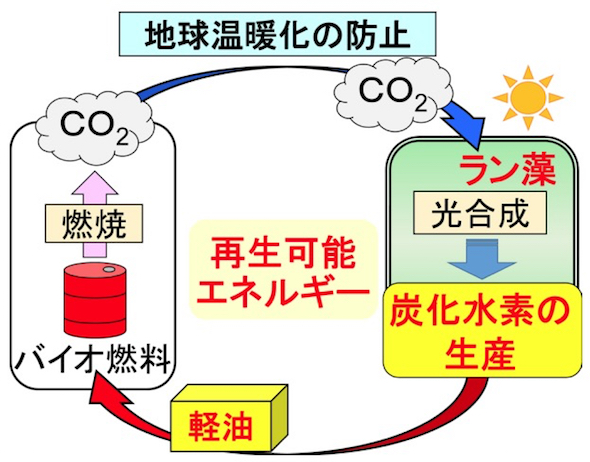 ラン藻を使うバイオ燃料生産を効率化 凍りにくい燃料も実現 自然エネルギー 1 2 ページ スマートジャパン