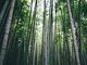 「竹はバイオマス発電に不向き」を覆す、日立が燃料化技術を開発