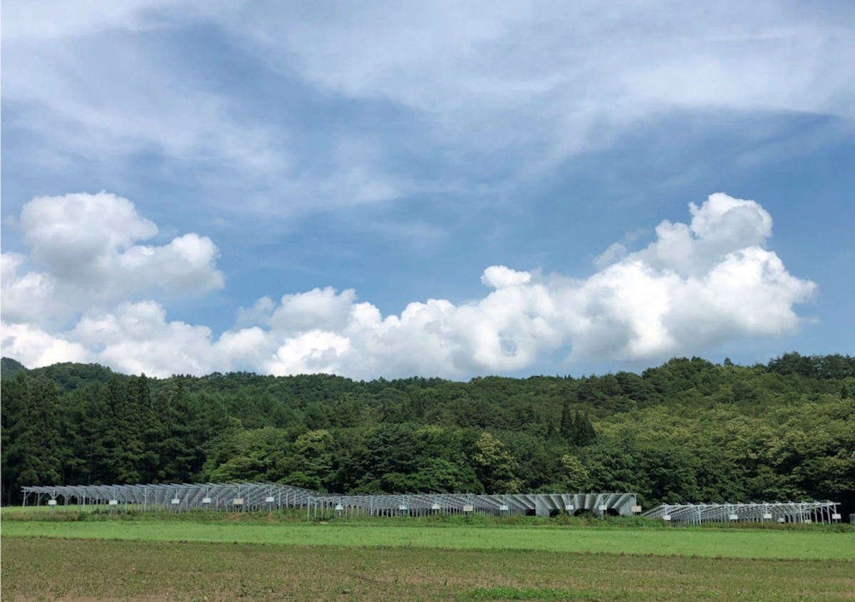 太陽光パネルの下で 畑わさび を栽培 岩手県遠野市でメガソーラーシェアリング 太陽光 スマートジャパン