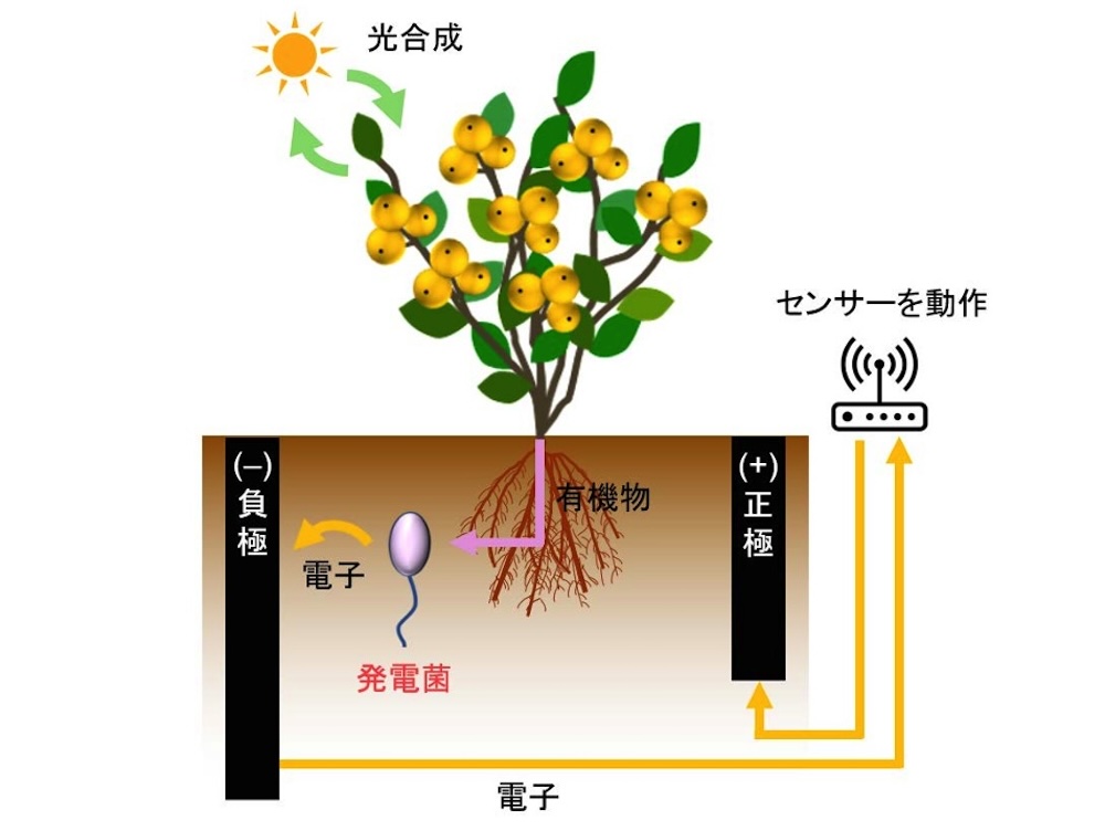 菌で発電する「微生物燃料電池」、四国電力らがみかん畑で実証実験