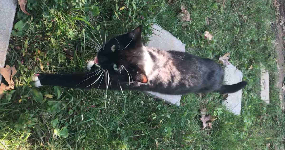  iOS 11 プレビュー: 強化された Siri、音声翻訳、統合コントロール センターなど